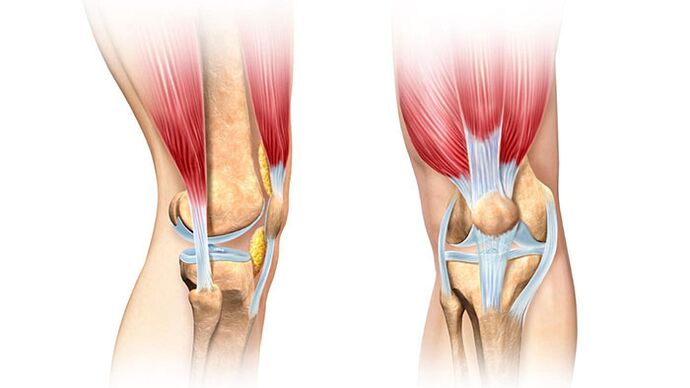 Articulación de la rodilla y su tratamiento del dolor. 