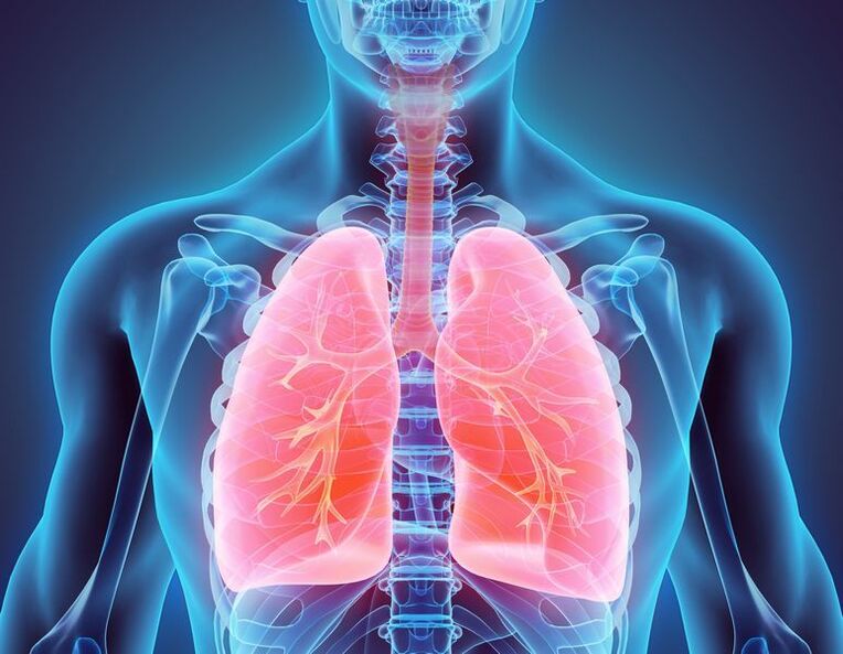 Bronquios y pulmones como fuente de dolor.